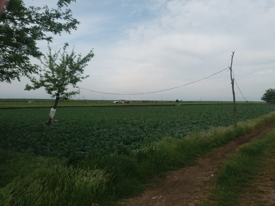Câmpurile de varză extratimpurie de la Moțăței