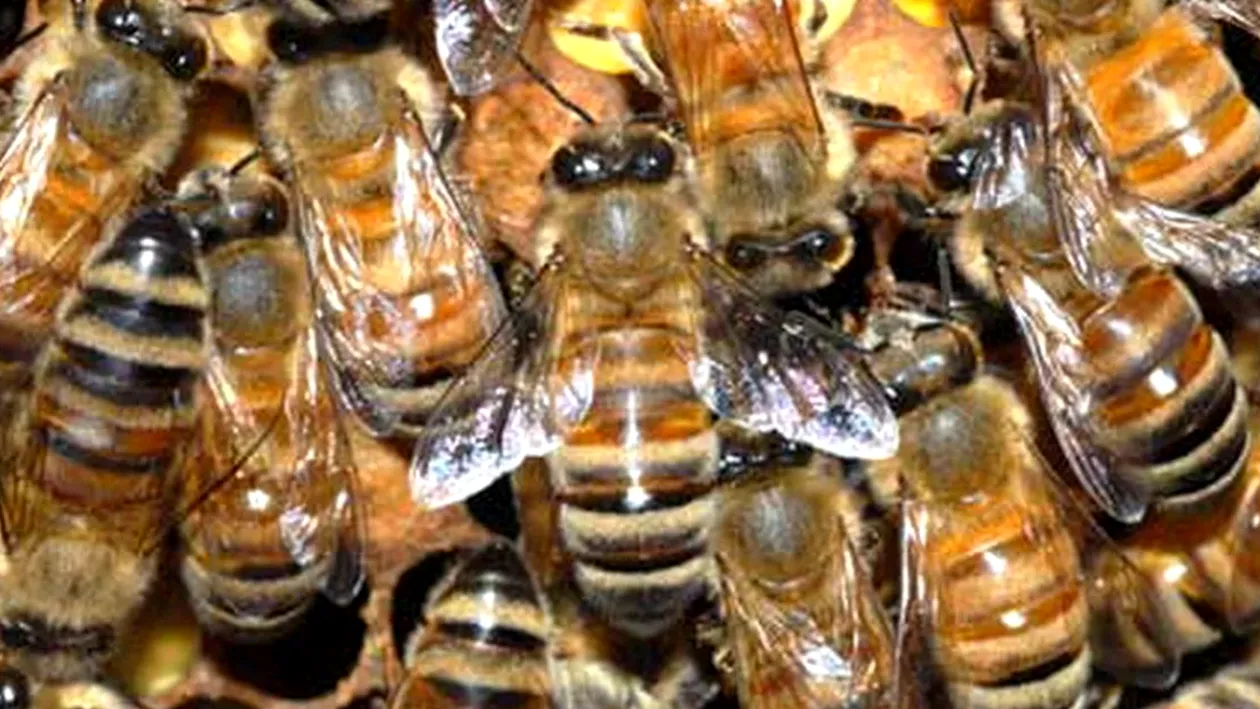Două persoane au murit, după ce au fost înțepate de albine, în județul Buzău. Au intrat în șoc anafilactic