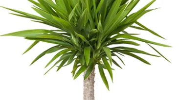 Esti deprimat la serviciu? Pune-ti pe birou o planta decorativa