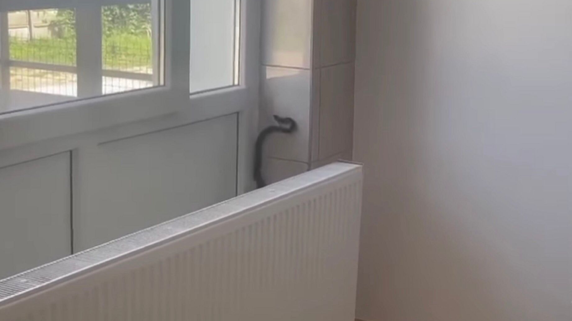 Invazie de șerpi într-un spital din Olt. Pompierii au intervenit pentru înlăturarea reptilei