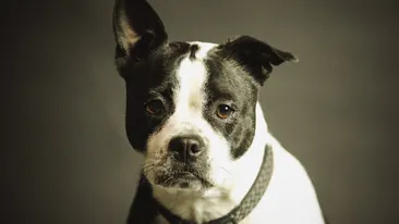 Fotografia din care toți oamenii trebuie să învețe. Gestul emoționant făcut de proprietarii unui magazin, pentru un câine al străzii. FOTO