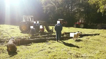 Jandarmeria Sălaj s-a făcut de râs! Au blurat și capul câinelui într-o imagine cu hoți de lemne!