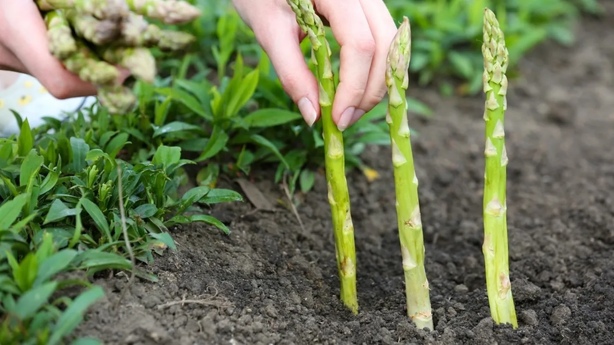 E scandal cu românii la o fermă de sparanghel din Germania! Totul a fost postat pe Facebook VIDEO