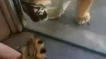 VIDEO Te-ai plictisit ca tigrul sa doarma cand te duci la zoo? Uite cum il poti anima: ii dai cu papucii pe la nas si sigur va sari pe tine! Da-i share