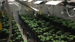 VIDEO. Un dâmbovițean cultiva cannabis în seră, la Gura Ocniței. Recolta: peste cinci kilograme