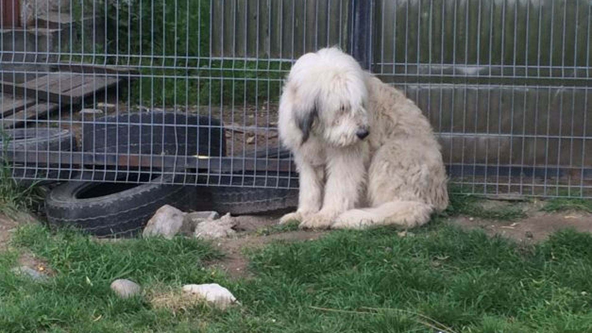 Hachikō de Dolj, câinele care a înlăcrimat mii de români! Patrupedul îşi aşteaptă stăpânul mort să vină acasă de cinci ani 