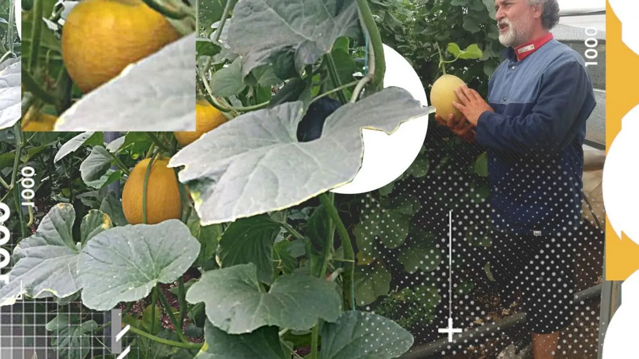 Un oltean a inventat cultura de pepeni pe verticală. Plantele au peste doi metri înălțime și...