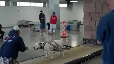 INCREDIBIL: Cei mai PUTERNICI caini din lume! O sa ramai cu gura cascata daca vezi ce greutati trag!