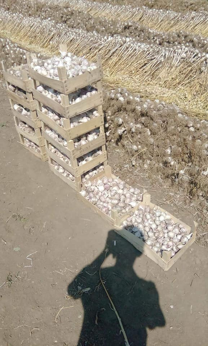 Usturoiul cultivat de olteancă