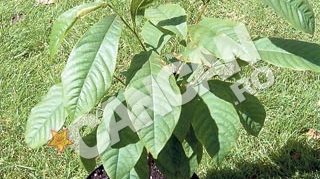 Livada din balcon: Secretul de cultivare al unor pomisori cu fructe delicioase