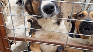 Un câine de la un adăpost din Dolj, "acuzat" că a mâncat 80 de oi. Ce a decis un judecător din Calafat