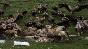SOCANT! Asta e poate cel mai bine pastrat secret al OMENIRII! Inmormantarea TIBETANA sau cum un vultur poate devora un om