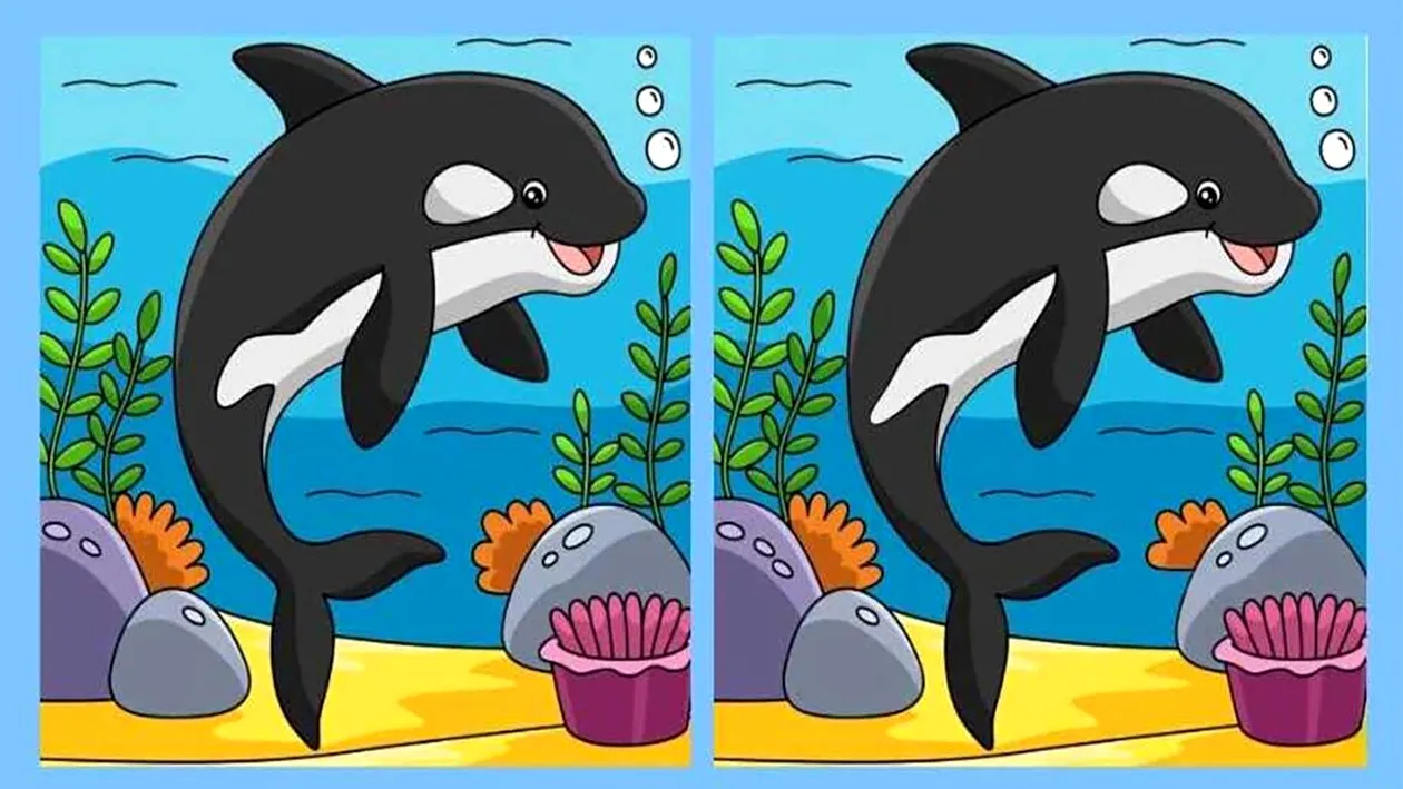 Test de perspicacitate | Găsiți toate cele 3 diferențe dintre acești doi delfini! Geniile reușesc în 11 secunde