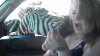VIDEO Socant! O zebra s-a repezit la gatul unei fete care vroia sa o hraneasca si a muscat-o violent!