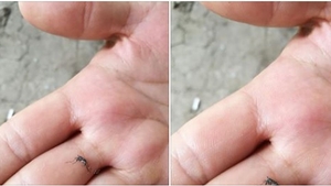 Isterie pe Facebook din cauza țânțarilor „străini”: „A apărut o nouă specie! Ce fac autoritățile pentru a proteja populația?”