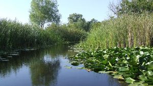 Tulcea: Bărbat de 69 de ani, salvat dintr-un canal din Delta Dunării de polițiștii de frontieră