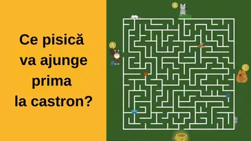 Test IQ | Ce pisică va ajunge prima la castron? Doar 1% dintre oameni află în 11 secunde