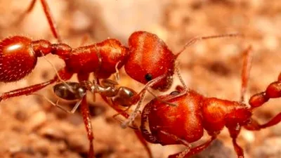 Cercetătorii au descoperit ceva ciudat la furnici
