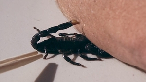 VIDEO Experiment infricosator! S-a lasat intepat de un scorpion si a filmat intreaga scena in "slow motion"