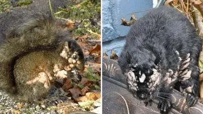 Fenomenul „veverițelor-zombie” se extinde. Boala misterioasă care desfigurează animalele