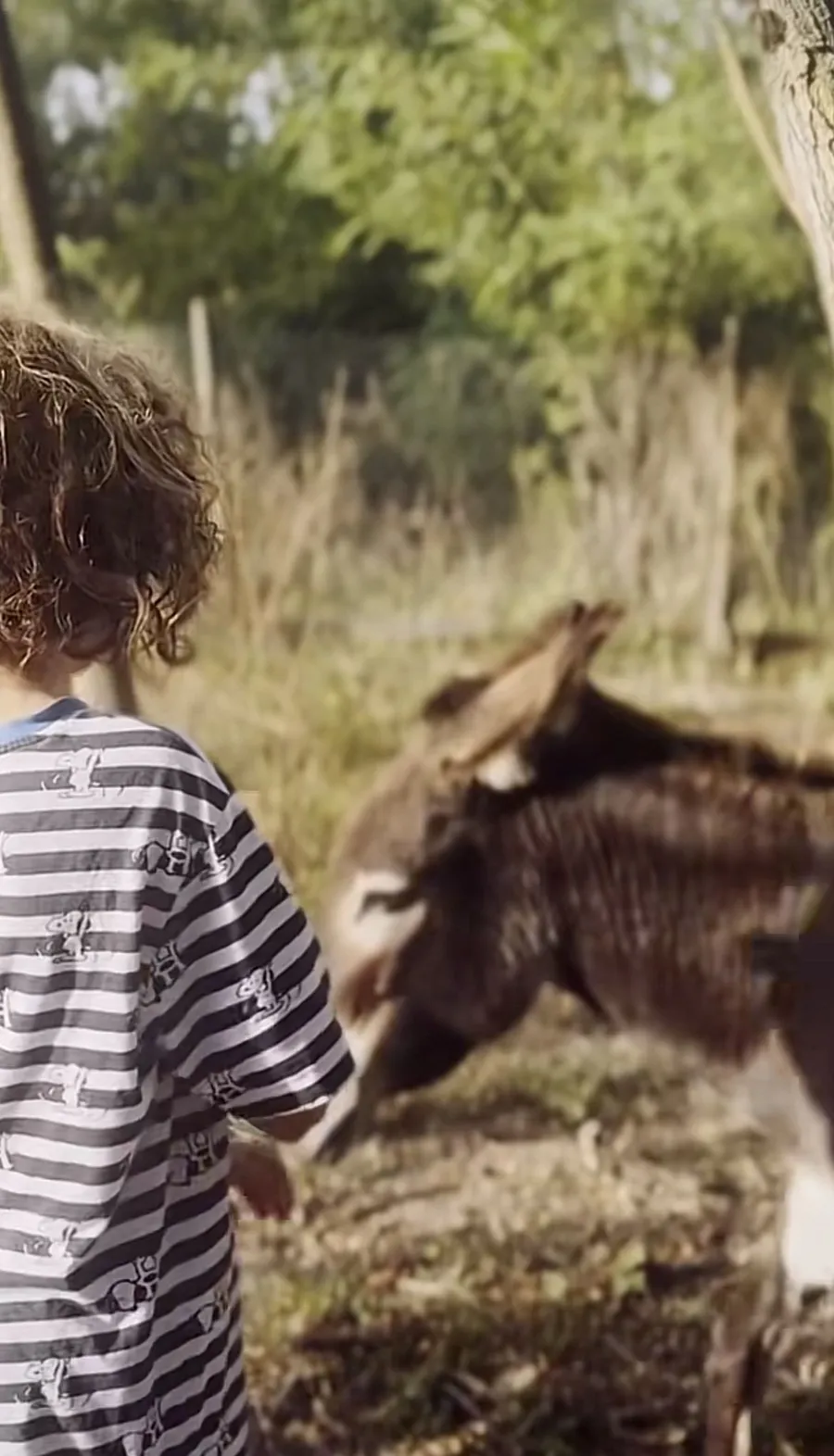 Măgărița din gospodărie a fătat/foto: captură video