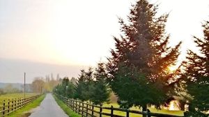 Comoara ascunsă în pădurile României. Italienii sunt dispuși să plătească sute de euro pentru ea