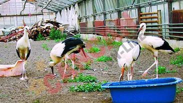 Berzele au spital la Cristian-Sibiu