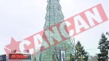 Primii brazi scosi la vanzare sunt importati din Olanda