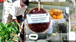 Ce mai cultivă oltenii în "Sahara". La Dăbuleni, câștigă teren kiwi, kaki, lonicera și aronia