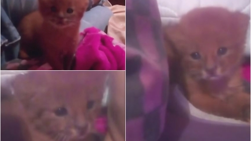 O femeie a găsit un pui de pisică pe stradă și a decis să-l ia acasă. Ce a descoperit când a dus animalul la medicul veterinar