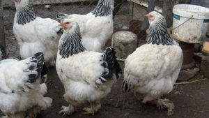 Fetiță de 10 ani, îmbătrânită cu doi ani de hormonii din carne