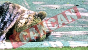 Vulpoiu a salvat gradina zoologica din Focsani