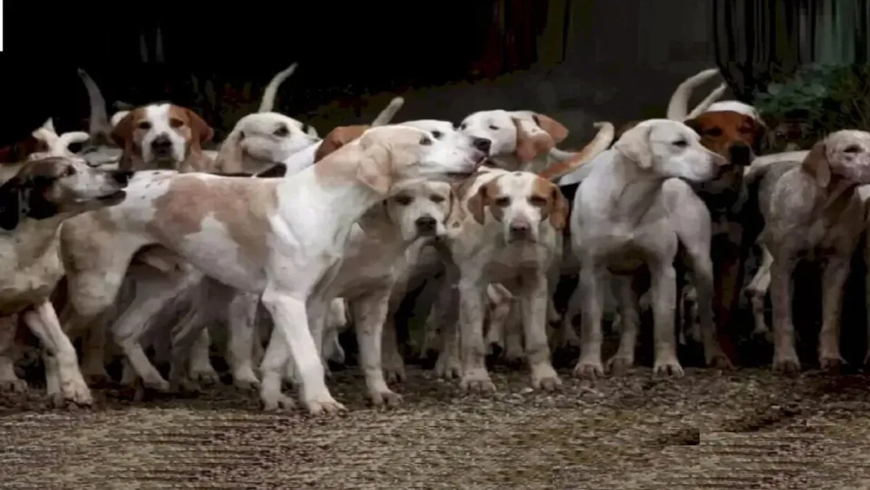 Iluzie optică virală | Găsiți tigrul ascuns printre acești câini! Dacă îl vezi în 16 secunde, ești un geniu!