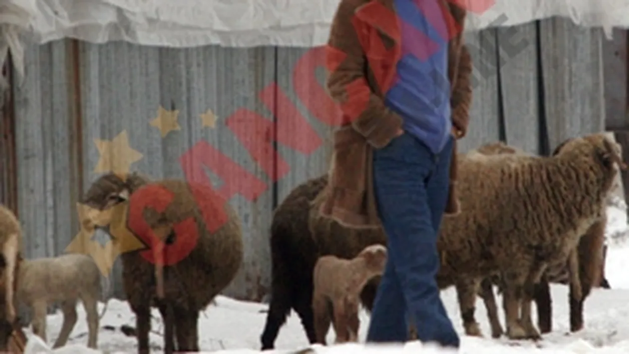 Madalin Voicu: Gigi sa-si vada de oile si de branza lui