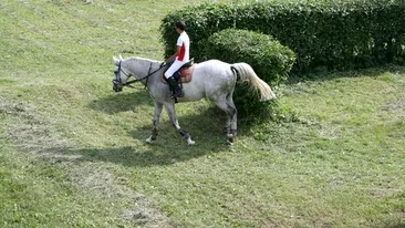 Ogica,cel mai scump cal de la Romsilva, a fost scos la licitatie! Afla daca ai suficienti bani ca sa-l calaresti
