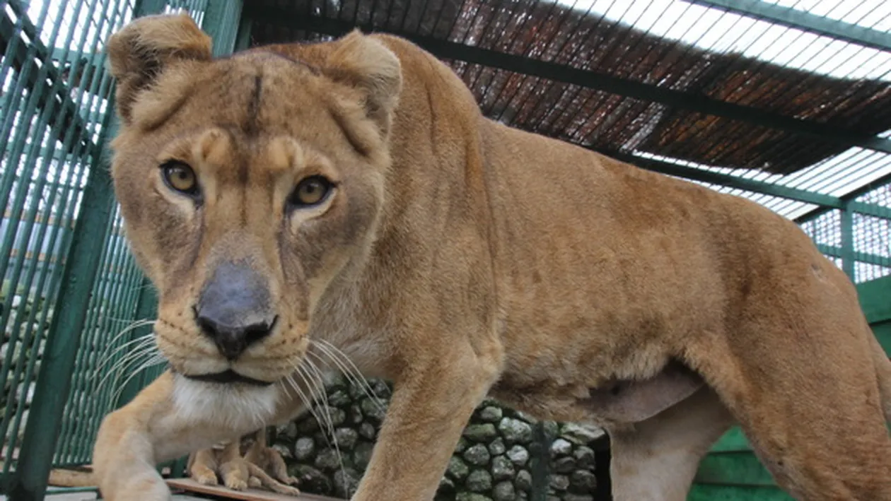 Leii lui Nutu raman la Zoo Ploiesti!
