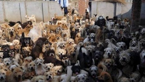 O femeie are grija de peste 1.700 de animale!