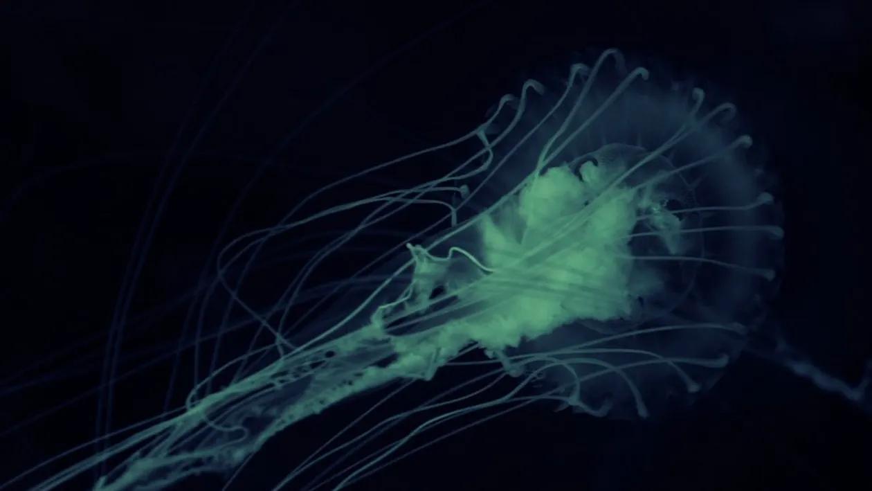 O amibă care se hrănește cu creierul uman, găsită în rețeaua de apă dintr-un oraș din Texas