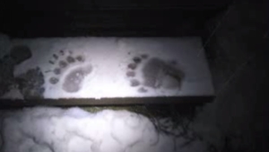 Un urs a coborât la cabana Postăvaru, a forţat uşa şi a furat o cutie cu bomboane!