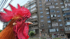 Caz rarisim în Cluj-Napoca! Cum s-au răzbunat locatarii unui bloc pe vecinul lor, care și-a luat cocoș