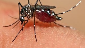 După doar o săptămână de la primul caz de Zika în România, un al doilea a fost confirmat! Un copil de 10 ani s-a infectat în Guyana Franceză