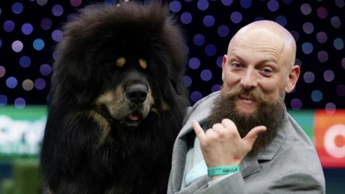 Viking, câinele Mastiff Tibetan de 55 de kg, care a adus titlul mondial în România, dar și pentru rasa lui! Ce dietă are