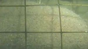 DACA NU AI STOMACUL TARE, NU TE UITA LA ACEST VIDEOCLIP! Cele mai crunte momente prin care poate trece un porc!