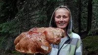 Ciupercă gigantică de cinci kilograme, găsită în Munţii Parâng