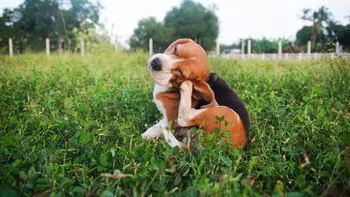 Semnul ignorat de mulți oameni care arată că și câinii pot suferi de alergii. Mulți stăpâni îl confundă cu altceva