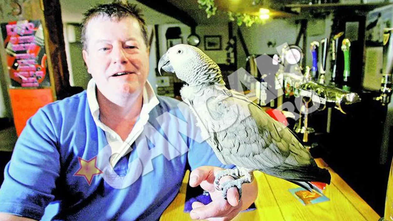 Incredibil, dar adevarat! Un papagal si-a scapat stapanul de hoti