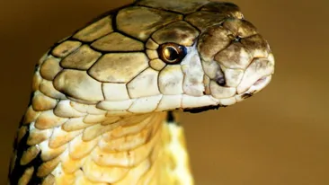 Sute de oameni in pericol Caras-Severin! Mai ceva ca in filmele de groaza de la Hollywood!