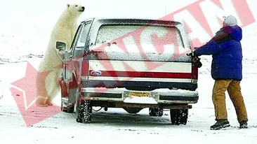 Fugarit de un urs polar