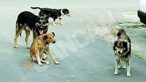 Zeci de iubitori de animale au protestat la Ploiesti nemultumiti de legea cainilor comunitari