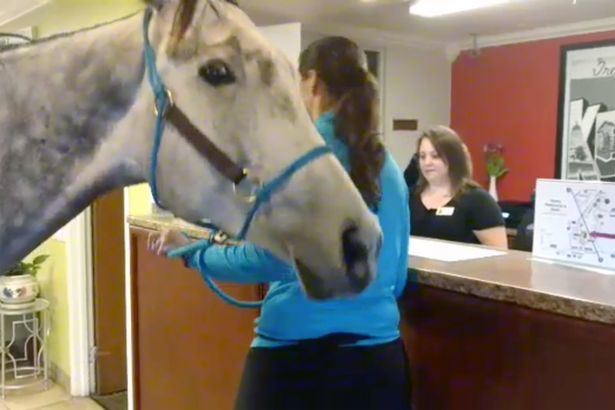 A venit la hotel alături de calul său şi a cerut o cameră dublă, iar motivul a fost unul incredibil. Ce le-a spus femeia celor de la recepţie a ajuns să fie viral